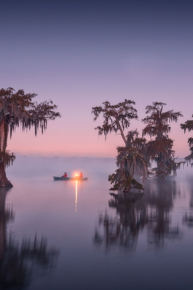 Старые деревья в воде в сумерках