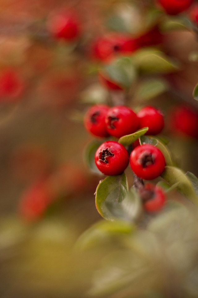 Красные ягоды боярышника на ветке дерева