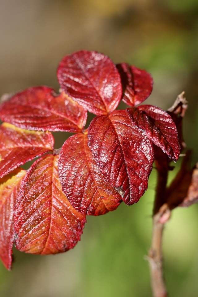 Красные листья садовой розы