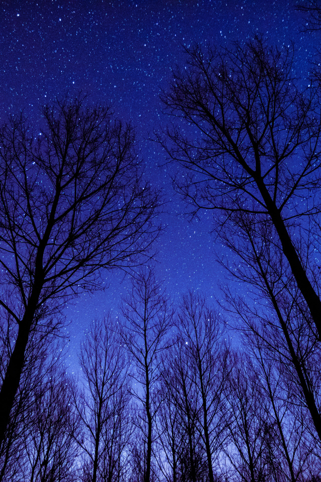 Кроны деревьев на фоне ночного неба