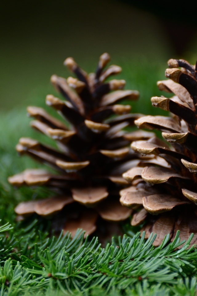 Две коричневые шишки лежат на еловых ветках