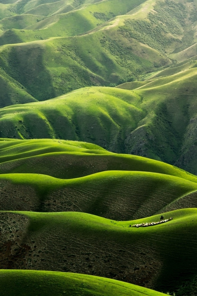 Вид на красивые зеленые холмы