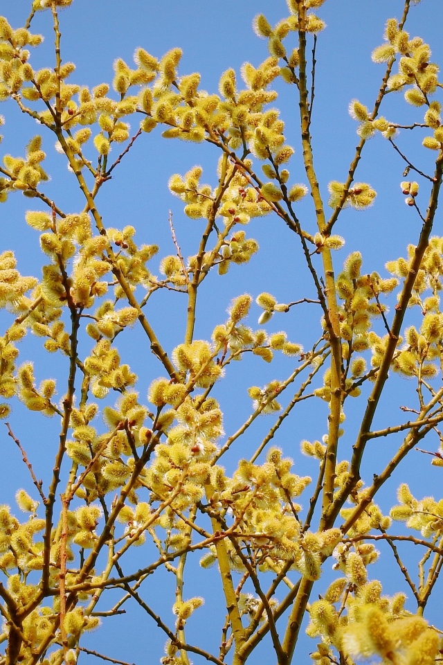 Желтые ветки вербы на фоне голубого неба