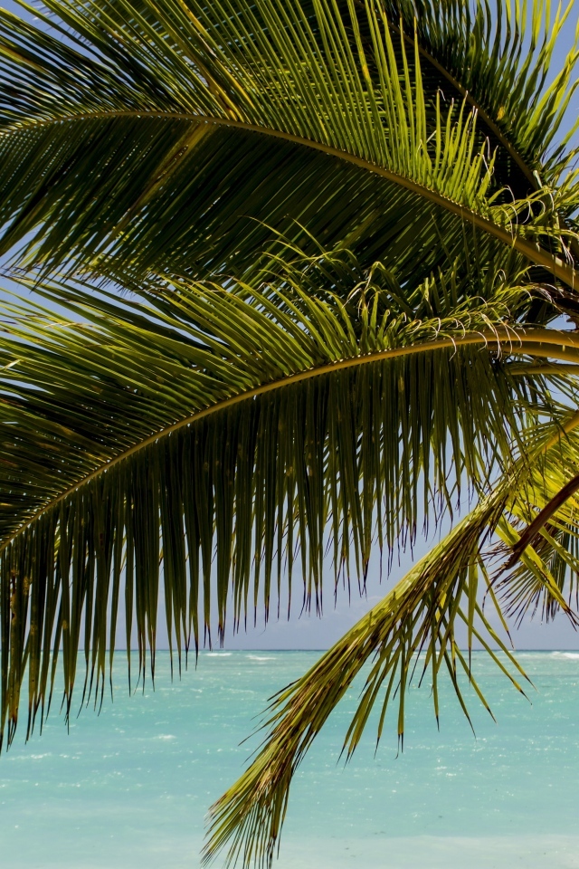 Большие зеленые листья пальмы у океана