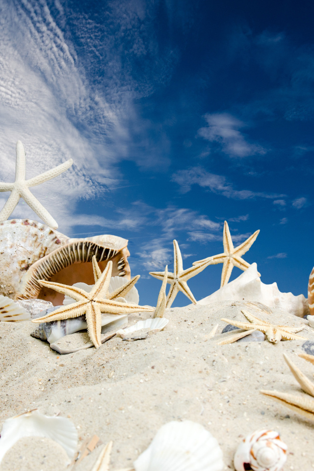 Ракушки и морские звезды на песке под голубым небом