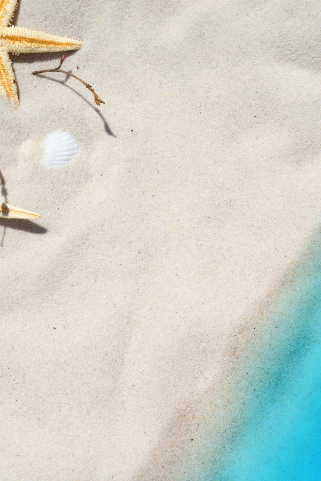 Морские звезды и ракушки на белом песке у голубой воды