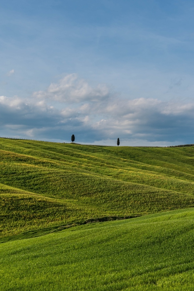 Красивые зеленые ячменные холмы летом