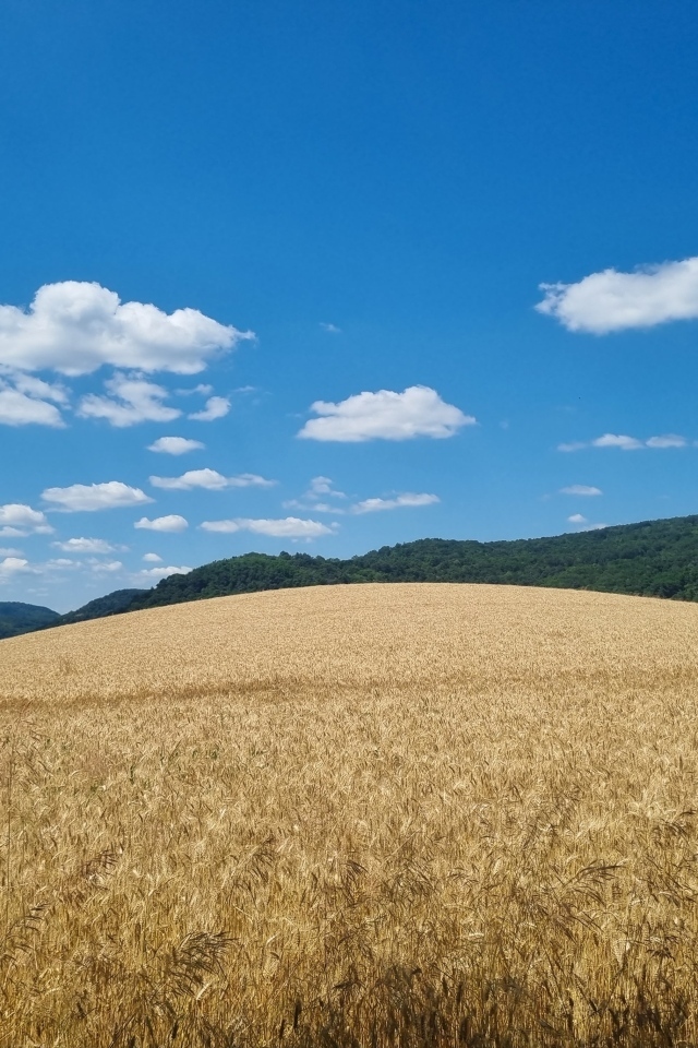 Красивое пшеничное поле под голубым небом