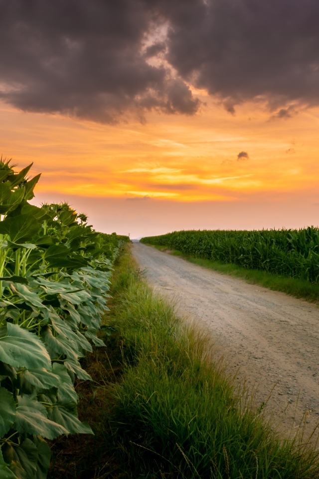 Рассвет над полем летом