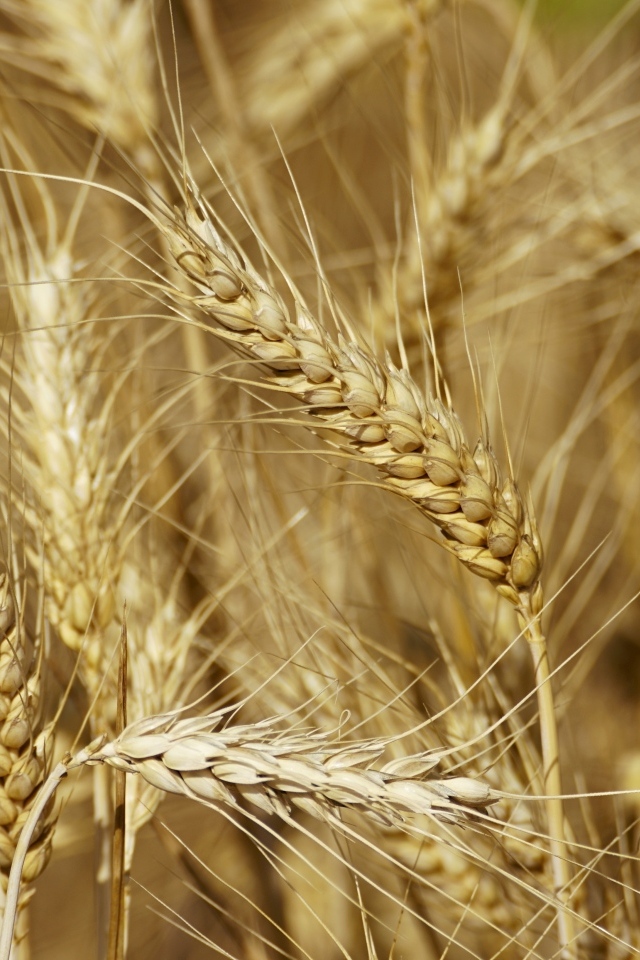 Колосья спелой пшеницы крупным планом