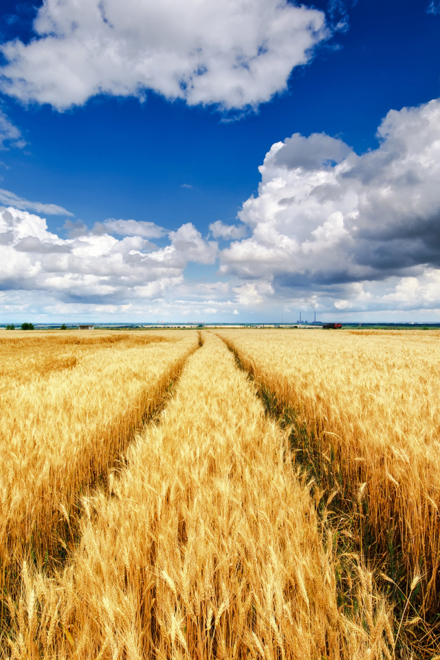 Поля с желтыми колосьями пшеницы под красивым небом