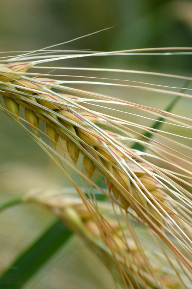 Большой колос пшеницы крупным планом