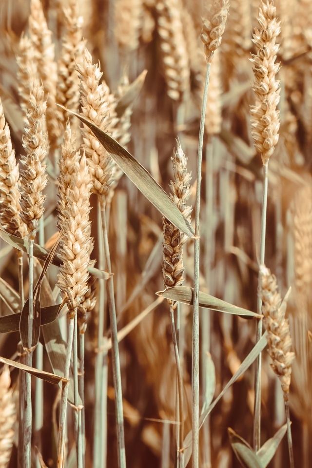 Спелые колосья пшеницы на поле крупным планом