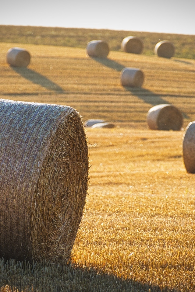 Рулоны сена на поле в лучах солнца осенью