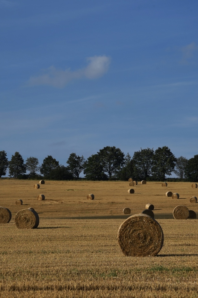 Рулоны сена на поле под голубым небом