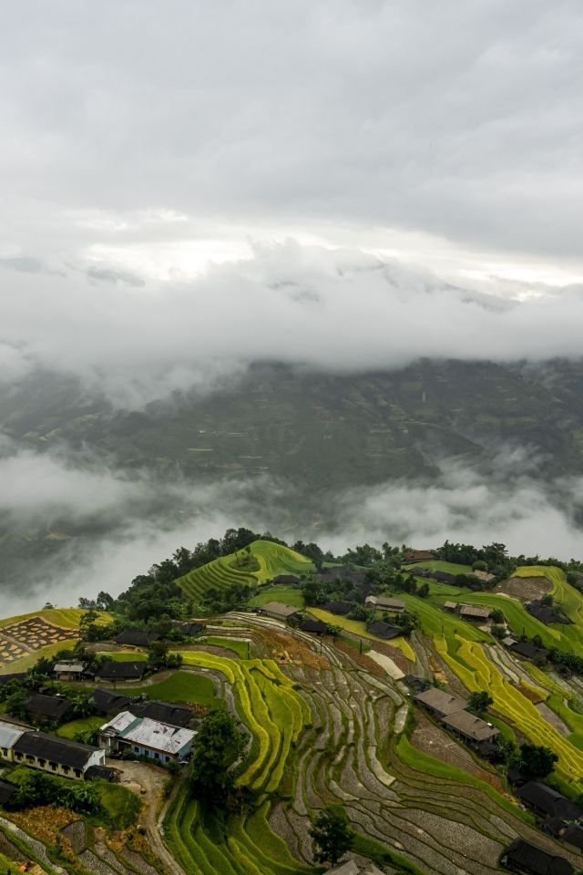 Вид сверху на плантации в тумане
