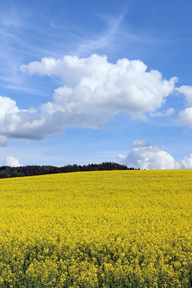 Желтое  рапсовое поле под небом с белыми облаками