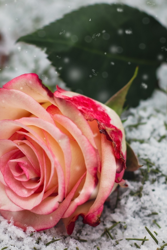 Красивая роза лежит на снегу 