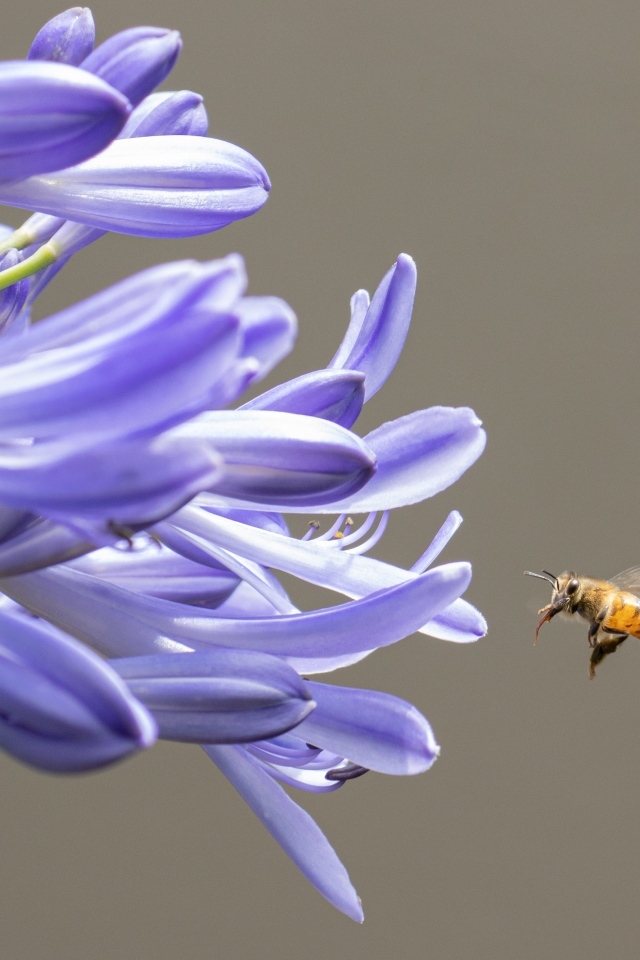 Пчела летит к цветам африканской лилии 