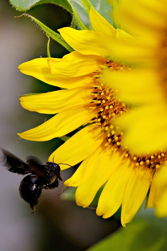 Пчела летит к желтым цветам подсолнуха