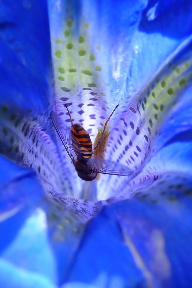 Пчела опыляет цветок горечавки