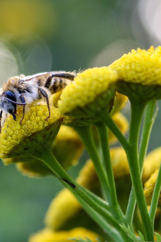Пчела сидит на цветке пижмы