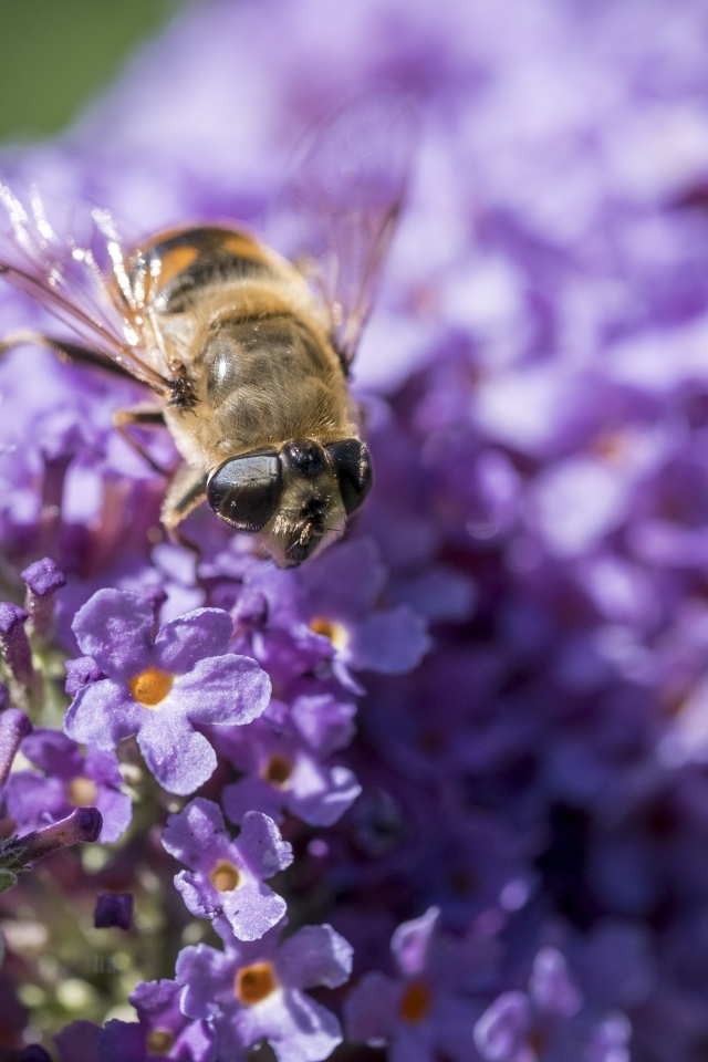 Пчела сидит на цветах сирени