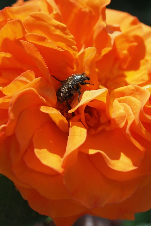 Жук сидит на красивом оранжевом цветке розы