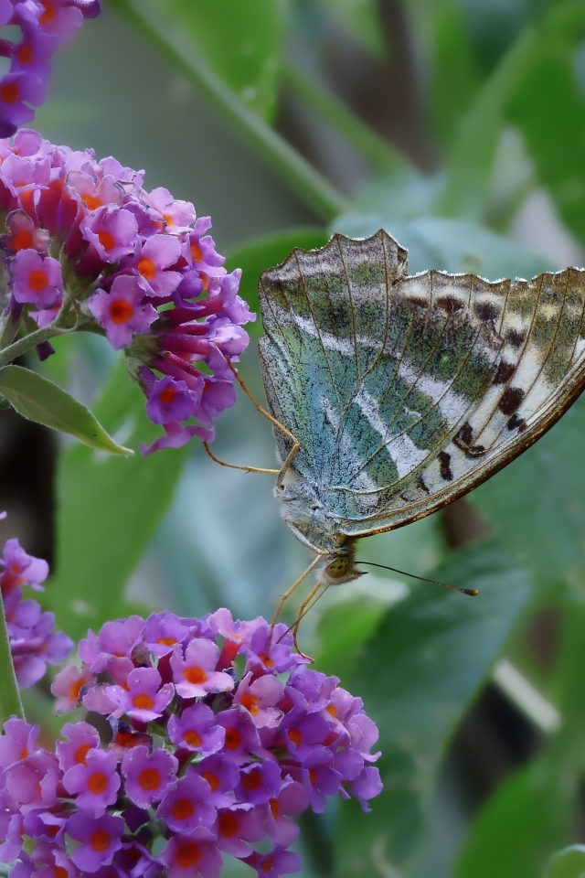 Бабочка сидит на мелких сиреневых цветах