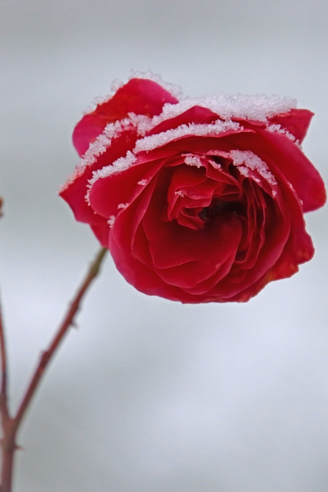 Поникший цветок красной розы в снегу