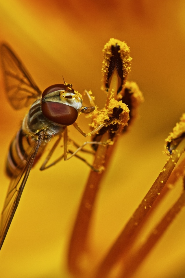 Муха сидит на цветке лилии