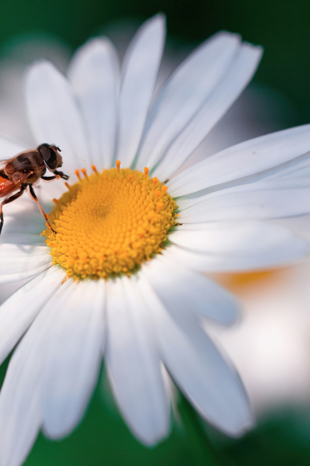 Муха сидит на белом цветке ромашки