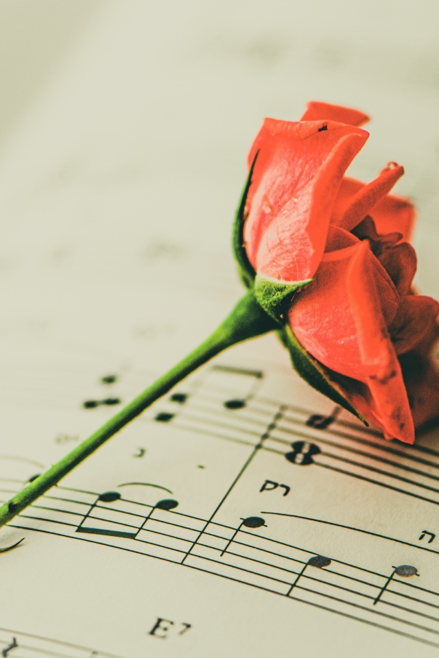 Сорванный цветок розы на нотной тетради