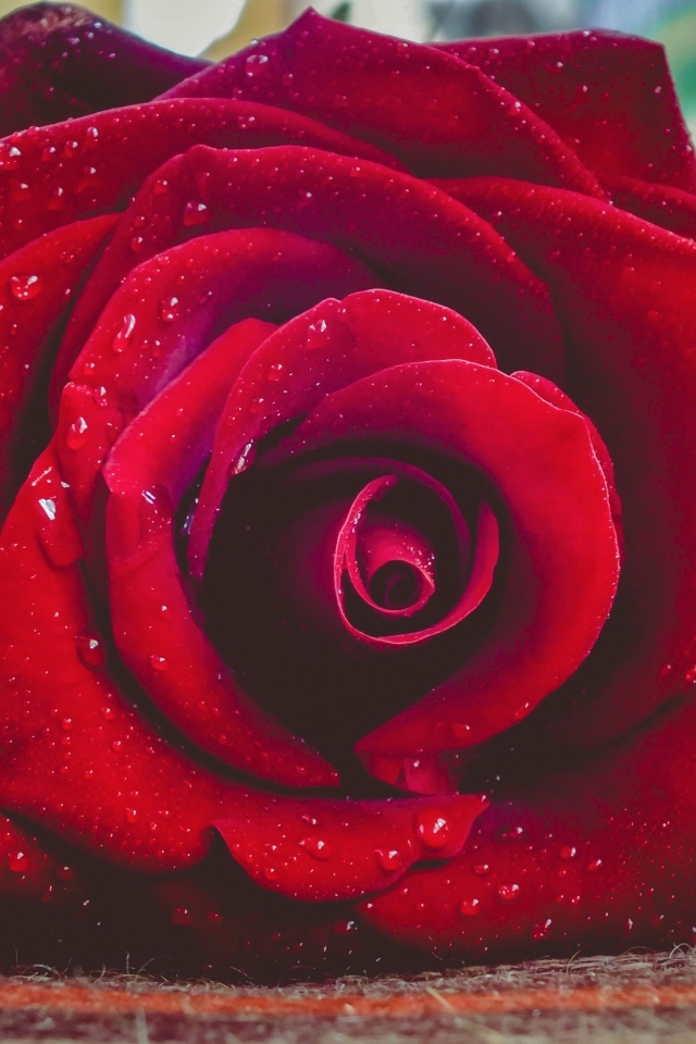 Красная роза в каплях росы лежит на полу