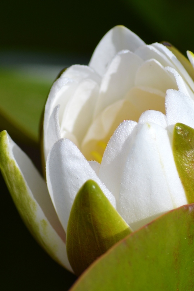 Белый бутон лотоса распускается в пруду