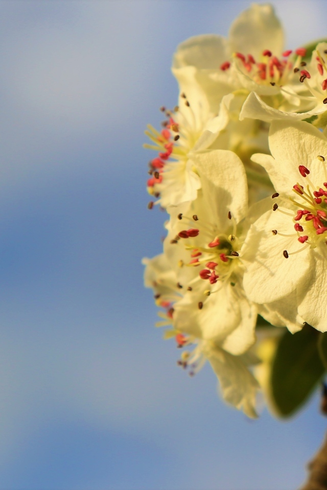 Ветка яблони с белыми цветами крупным планом