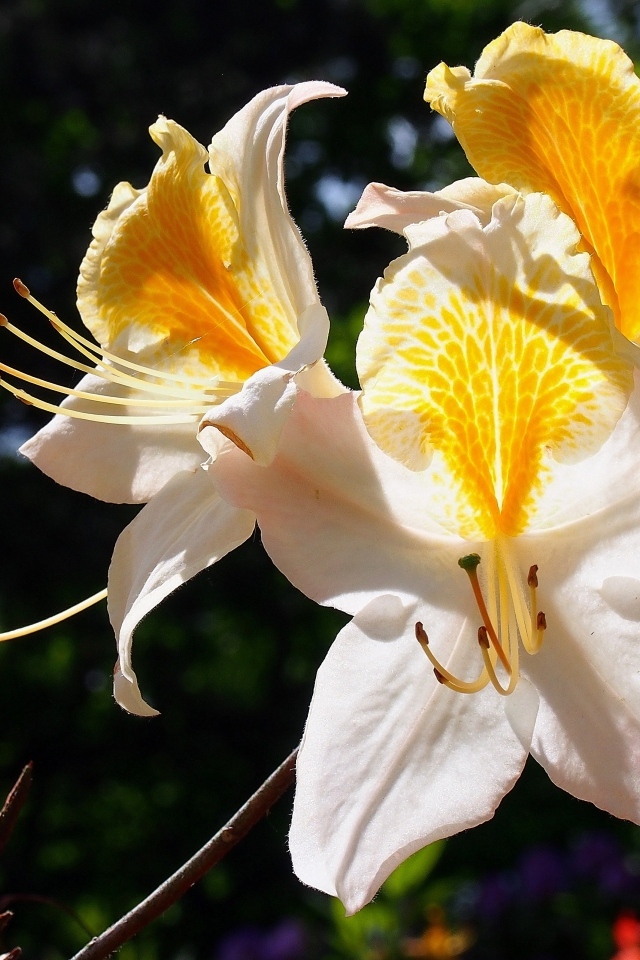 Красивые цветы азалия на клумбе