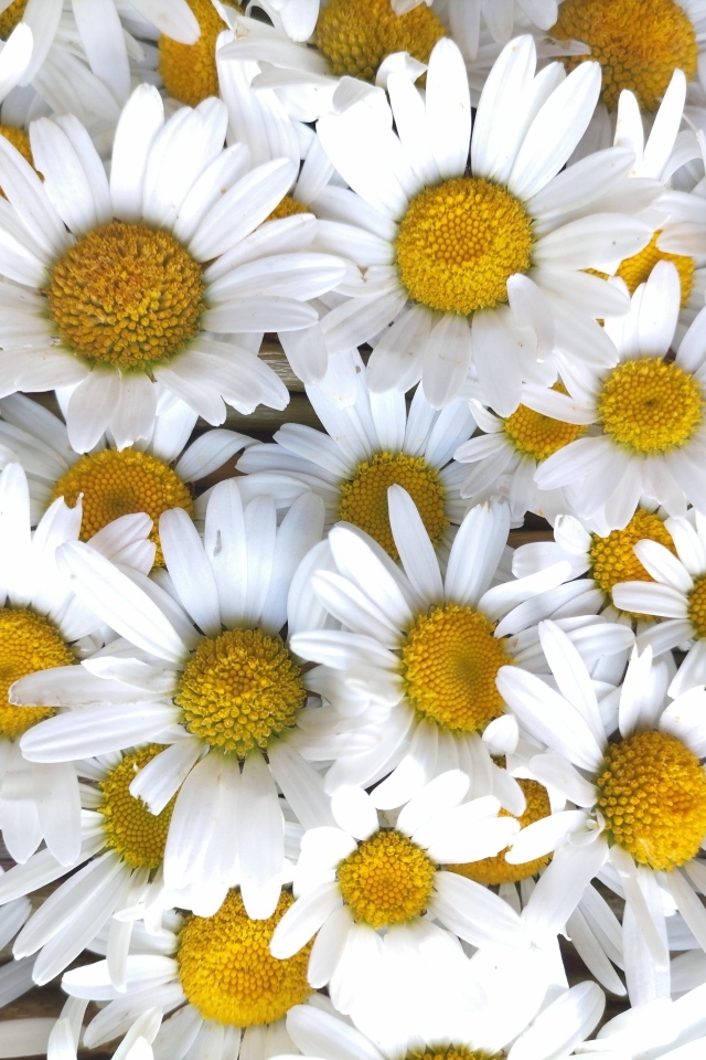 Красивый фон из белых ромашек с желтой серединкой