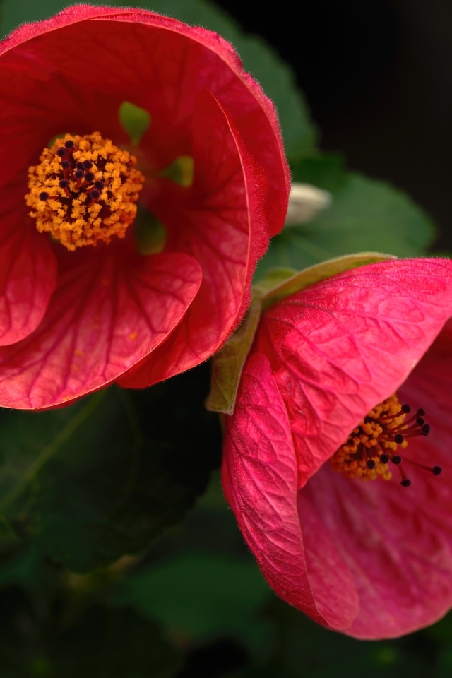 Красивый цветущий красный садовый цветок