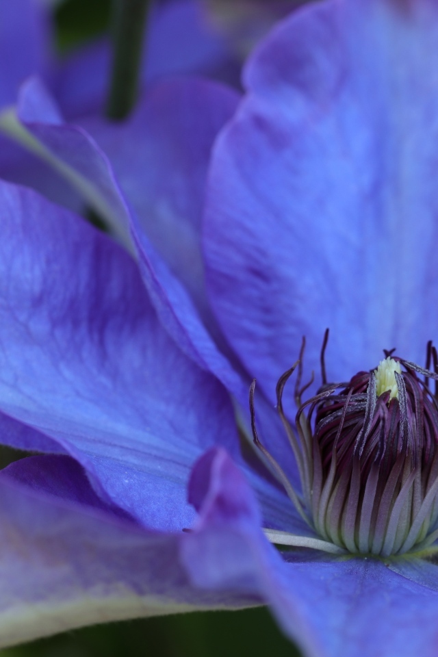 Красивый цветок синего клематиса крупным планом