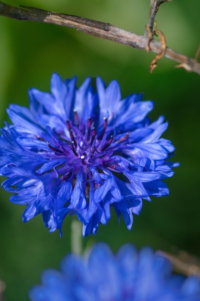 Красивый синий василек крупным планом