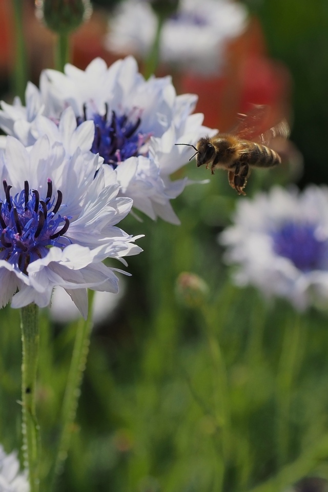 Красивые голубые цветы васильки с пчелой