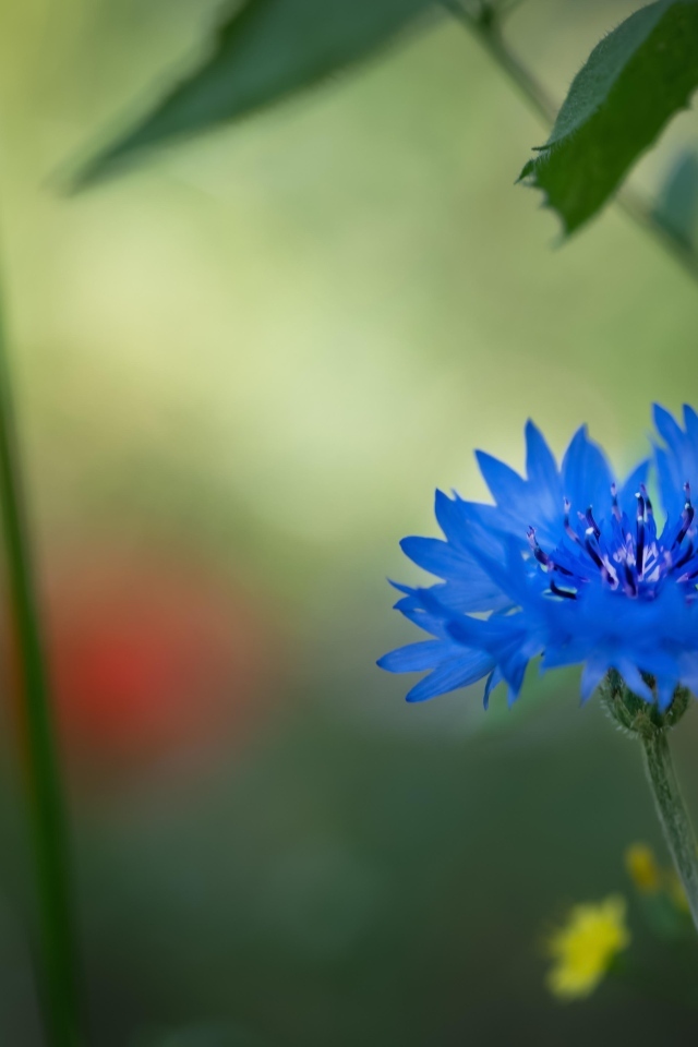 Красивый синий василек в траве