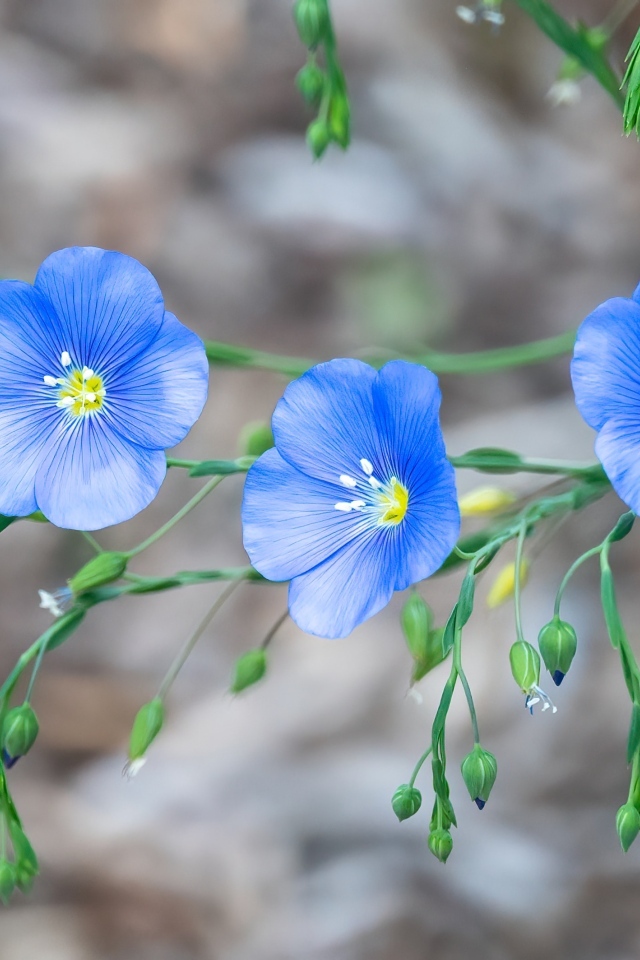 Красивые синие цветы незабудки вблизи