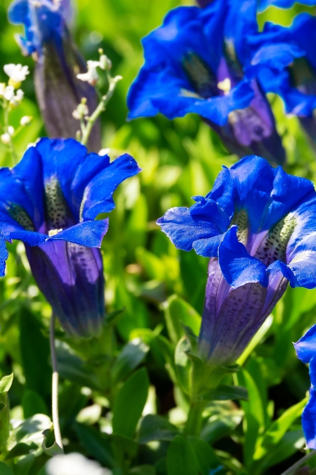 Красивые синие цветы горечавки