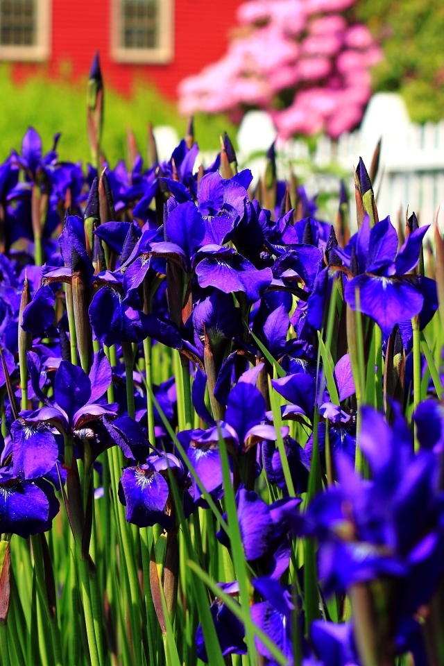 Красивые синие цветы ириса на клумбе