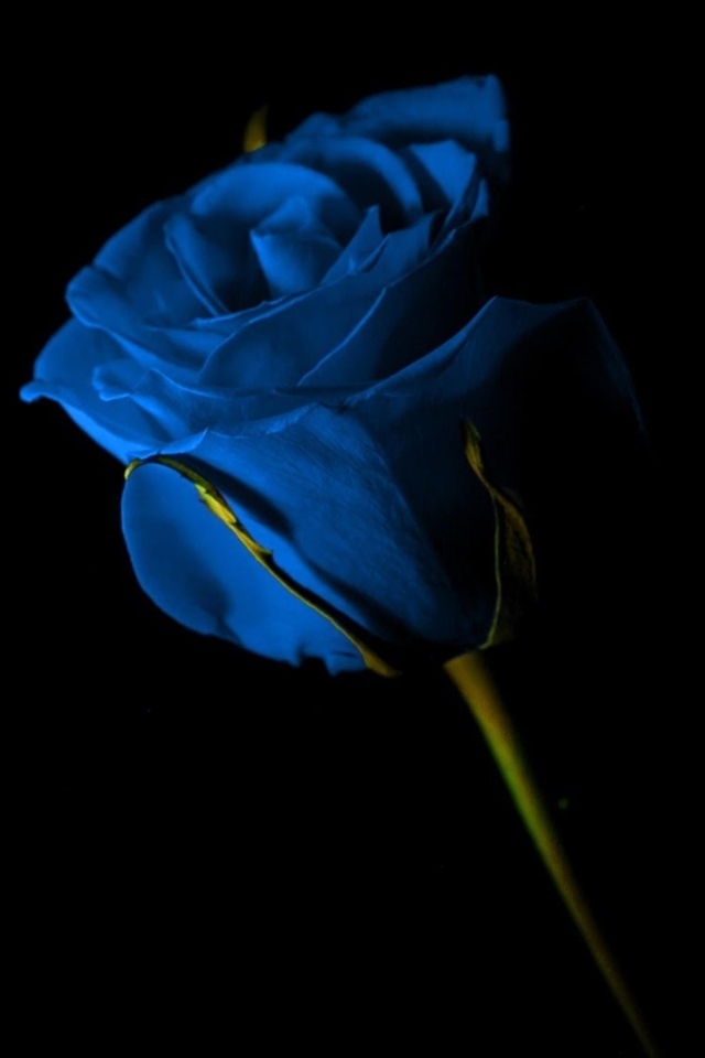 Красивая синяя роза на черном фоне
