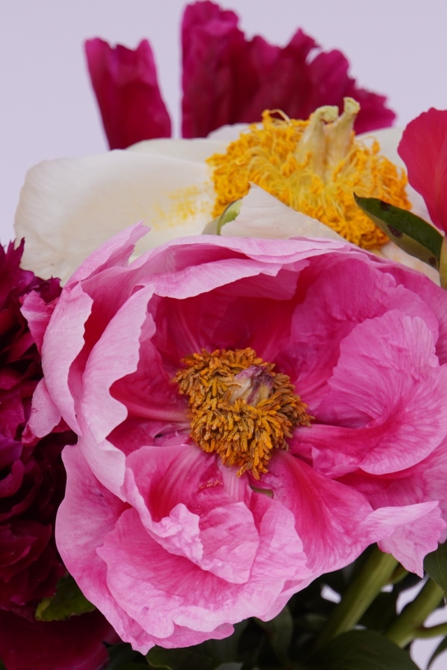 Красивый букет разноцветных пионов на сером фоне