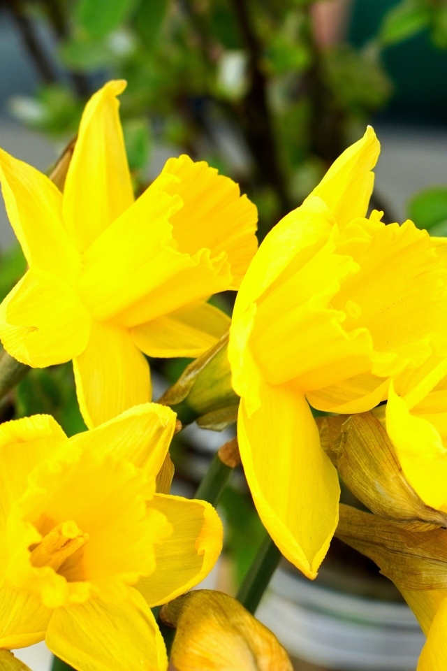 Красивый букет желтых нарциссов