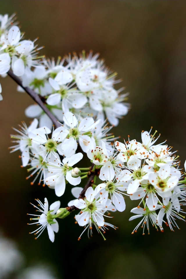 Красивая ветка с белыми цветами вишни на черном фоне весной